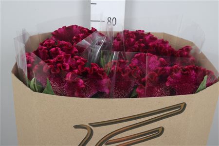 <h4>Cel C Cristi Purple</h4>