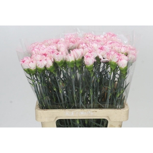 Dianthus St Poirot Bianco