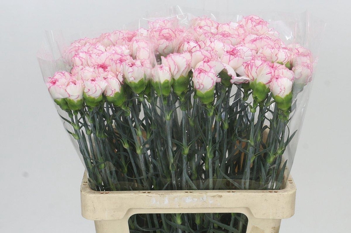 Dianthus St Poirot Bianco