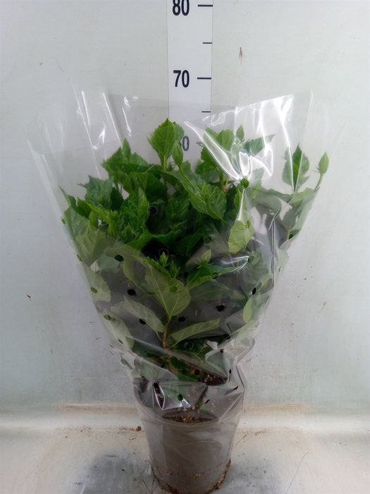 <h4>Hibiscus rosa-sin. 'Bombay'</h4>