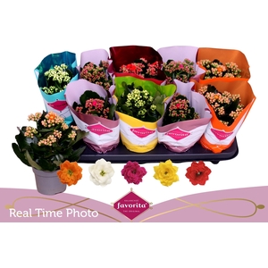 KAL GE PERF GEM 5 KL