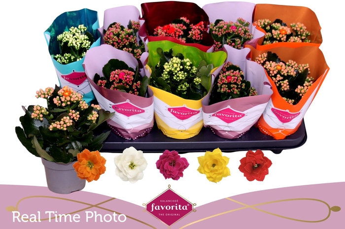 <h4>KAL GE PERF GEM 5 KL</h4>