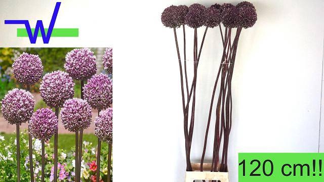 <h4>ALLIUM SUMMER DRUMME</h4>