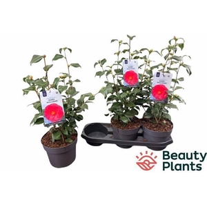 CAME RE MARY WILLIAM