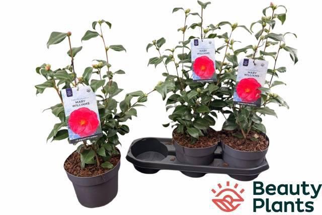 <h4>CAME RE MARY WILLIAM</h4>