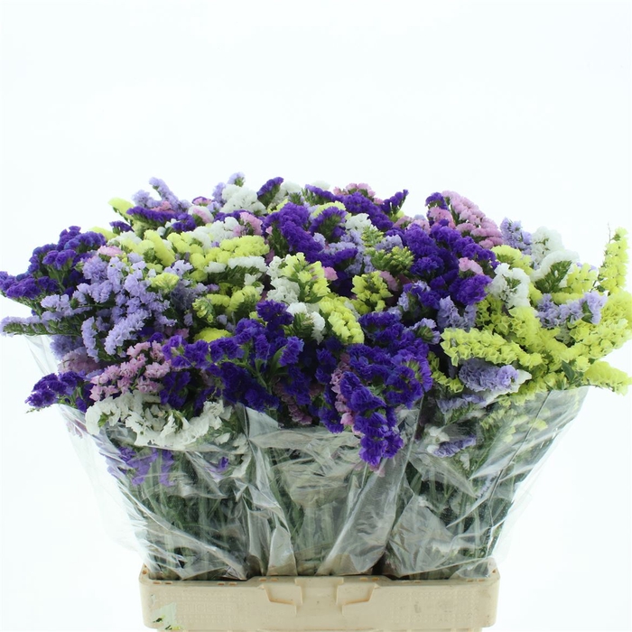 <h4>Limonium St Mix In Bunch</h4>