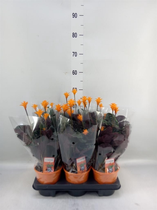 <h4>Calathea crocata</h4>