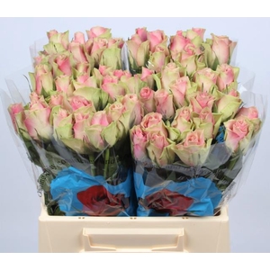R GR BELLE ROSE