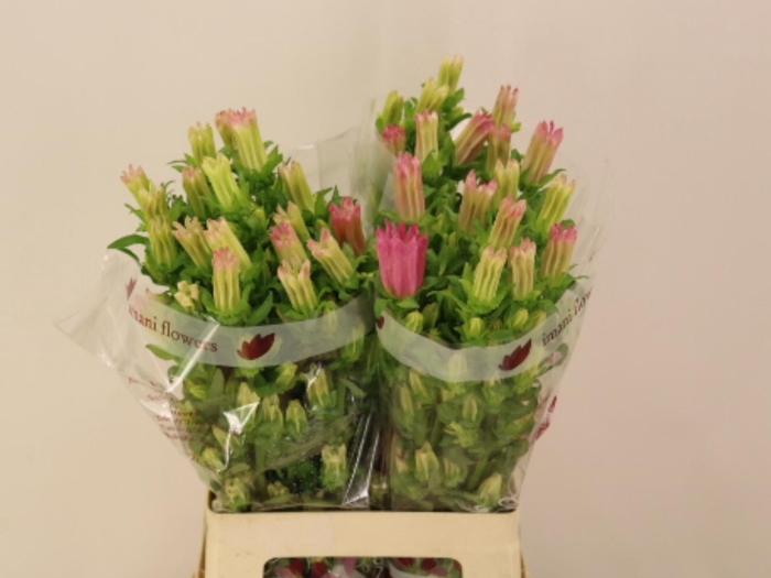 <h4>CAMP M CHAMPION PINK</h4>