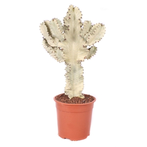 Euphorbia   ...