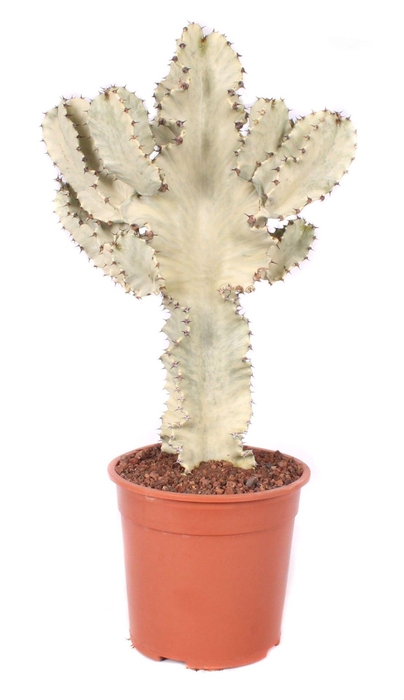 <h4>Euphorbia ...</h4>