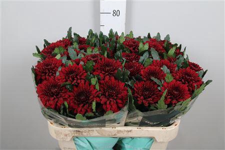 <h4>Chr G Pip Red</h4>