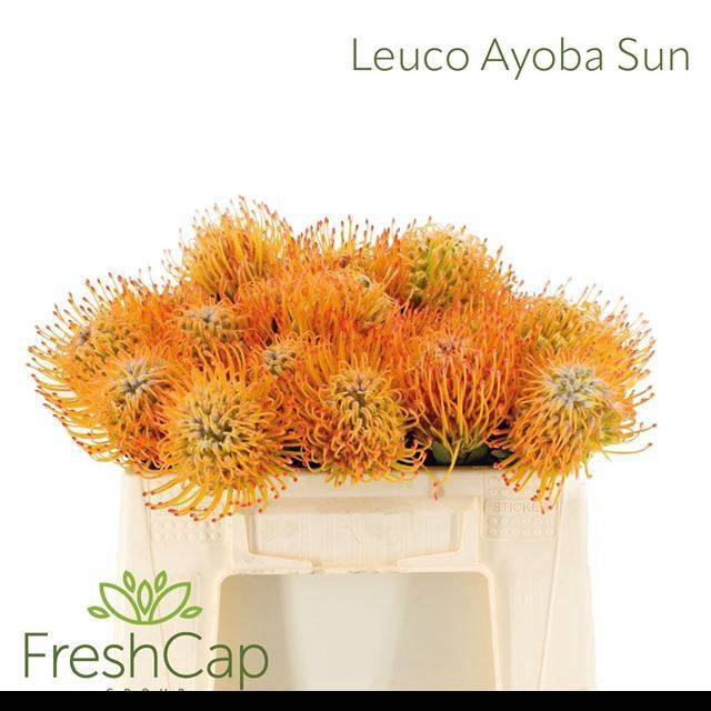 <h4>LEUCO AYOBA SUN</h4>