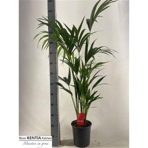 Howea Forsteriana 5 Stekken