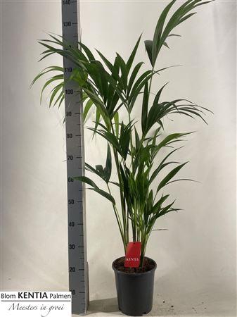 <h4>Howea Forsteriana 5 Stekken</h4>