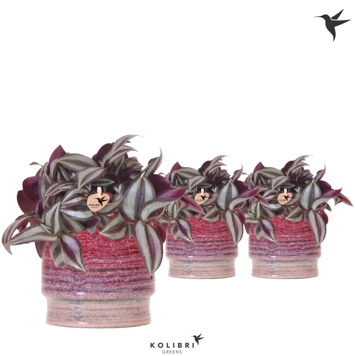 <h4>Kolibri Greens Tradescantia Zebrina in Aura pot</h4>
