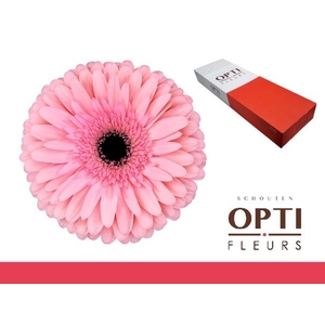 Gerbera Estrella Doos