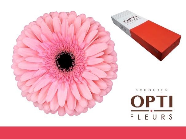 <h4>Gerbera Estrella Doos</h4>