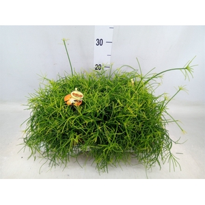 Rhipsalis cassutha