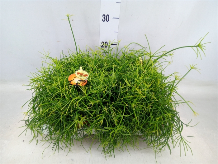 <h4>Rhipsalis cassutha</h4>