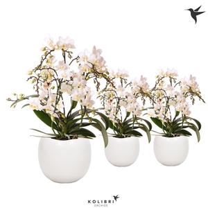 Kolibri Orchids Phalaenopsis Botanic 4 spike in Bowl pot white