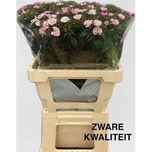 Di Barb Will Pink Magic