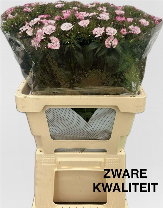 <h4>Di Barb Will Pink Magic</h4>