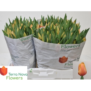 TU EN SALMON LALIBEL