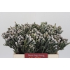 Kaaps Groen Silver Brunia