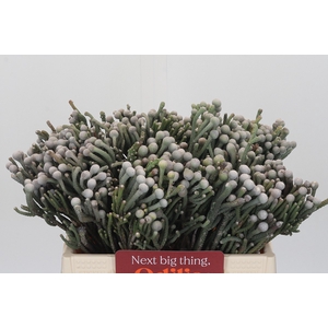 Kaaps Groen Silver Brunia
