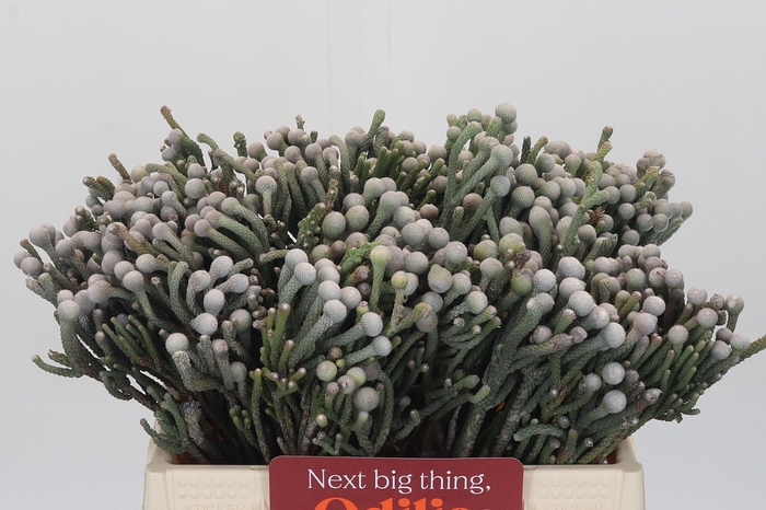 <h4>Kaaps Groen Silver Brunia</h4>