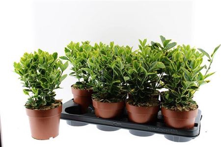 <h4>Euonymus Ja Aureomar</h4>