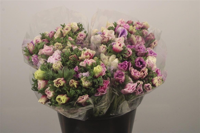 Anemone Fr. Rainbow Happy