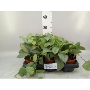 Epipremnum   ...