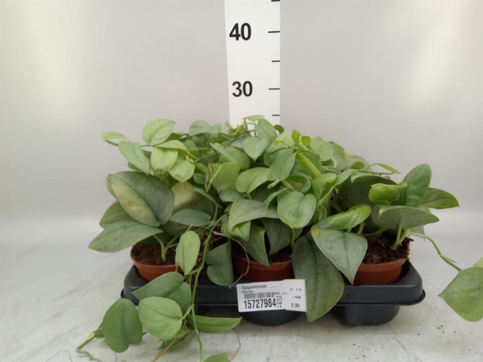 <h4>Epipremnum ...</h4>