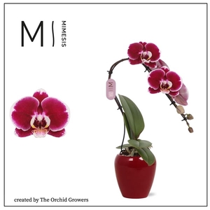 Mimesis Phal. Swan Red - 1 spike 7cm in Martine Red Ceramic