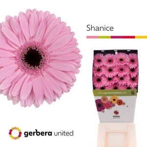 Gerbera diamond shanice+