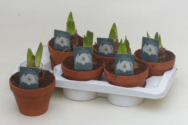 arr8 Hipp Denver White In Terra Cotta