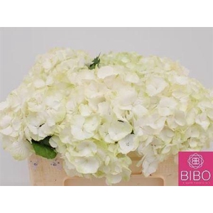 Hydr M Noordpool WIT,(NL),(5),20 CM