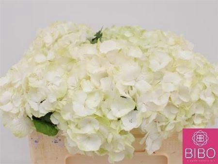 <h4>Hydr M Noordpool WIT,(NL),(5),20 CM</h4>