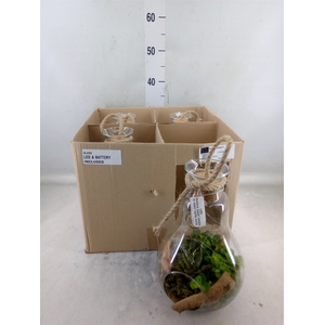 Arr.   Kamerplant Groen H%
