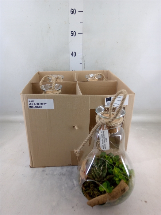 <h4>Arr.   Kamerplant Groen H%</h4>