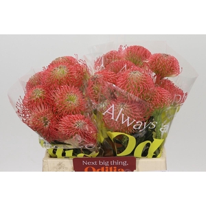 Nutans Ayoba Pink