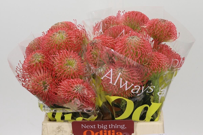 <h4>Nutans Ayoba Pink</h4>