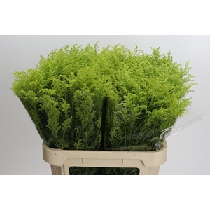Solidago Tara Gold
