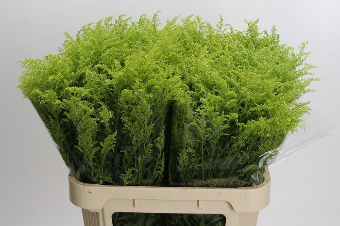 <h4>Solidago Tara Gold</h4>