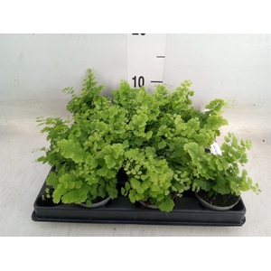 Adiantum raddi. 'Fritz-Luthi'