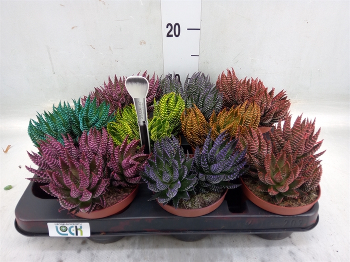 <h4>Haworthia   ...</h4>