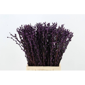 Salix Snowflake  50cm D. Lilac