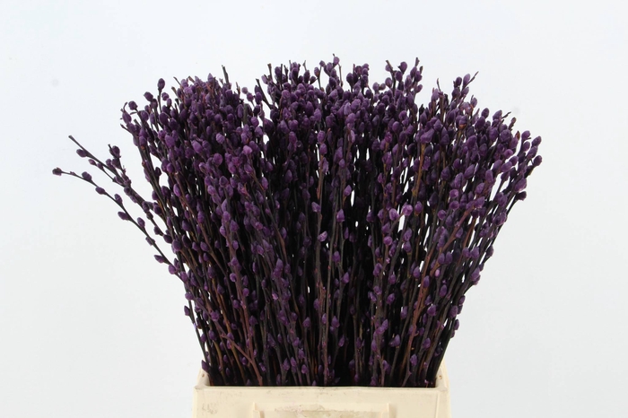 <h4>Salix Snowflake  50cm D. Lilac</h4>